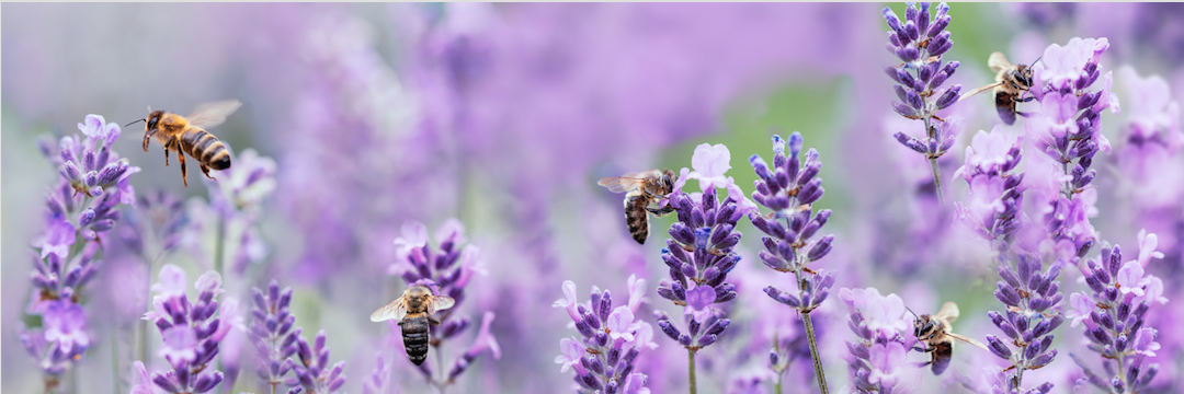 ¿Por qué dos aceites esenciales de lavanda pueden oler completamente diferente?