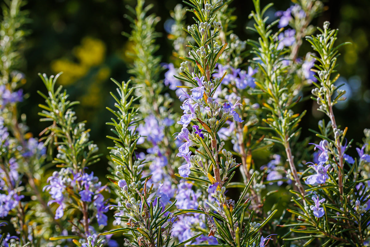 El verdadero propósito de los aromas en la naturaleza